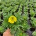 基地现拍大量时花草花（万寿菊）