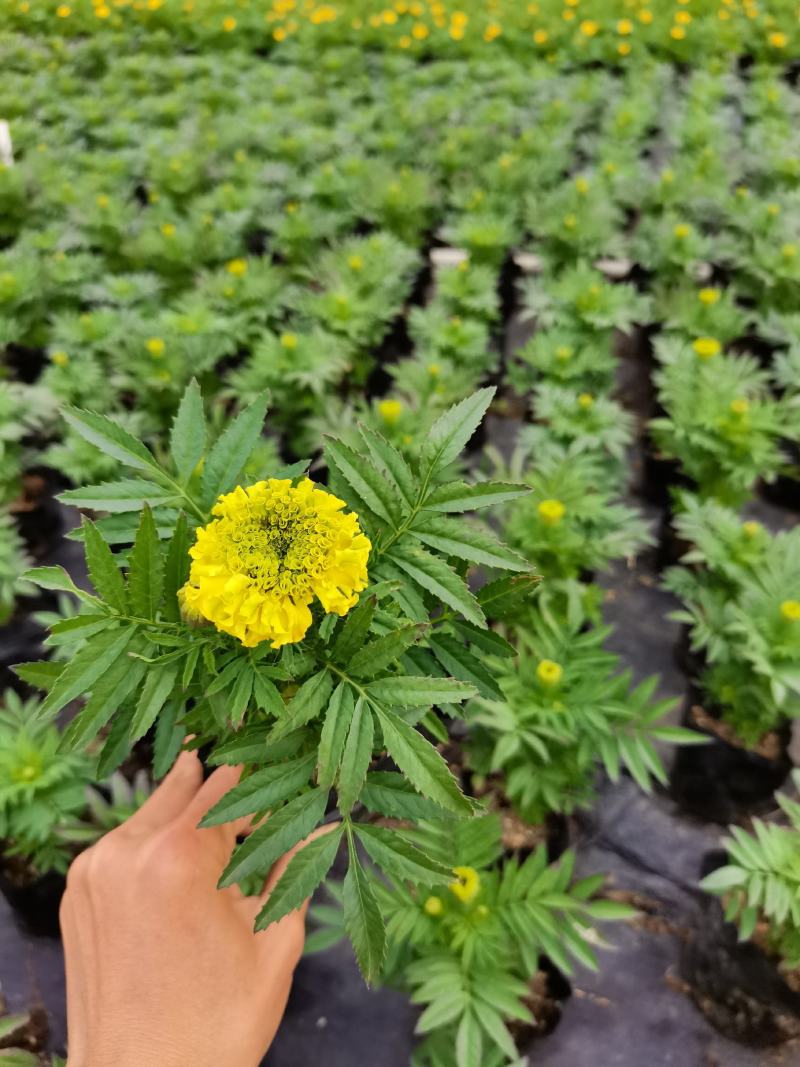 基地现拍大量时花草花（万寿菊）