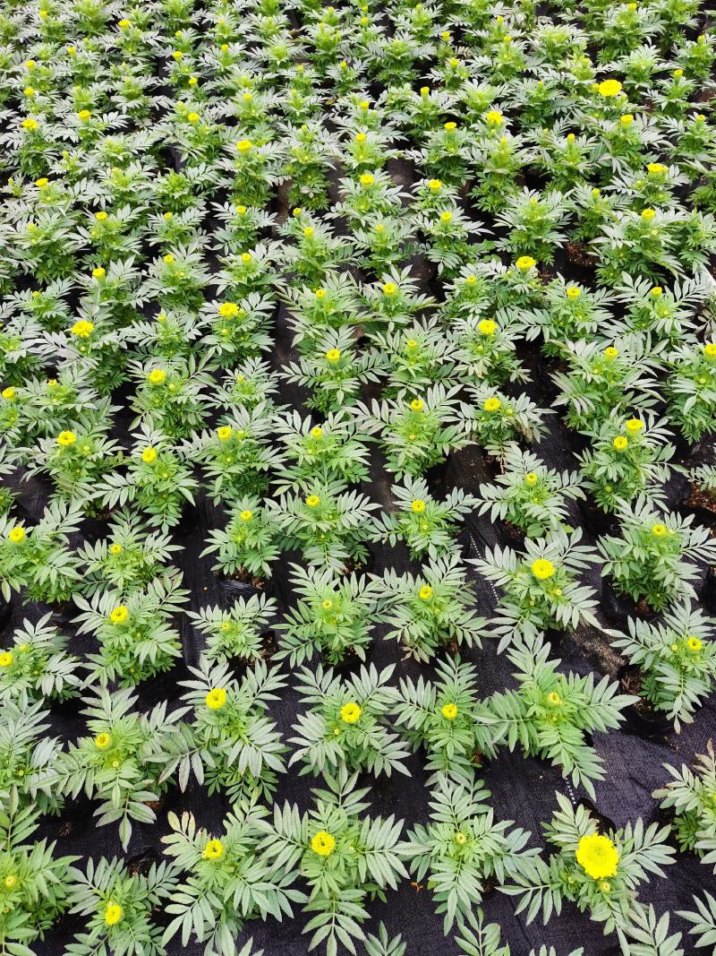 基地现拍大量时花草花（万寿菊）