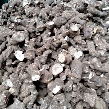专业批发重楼干货大块茎统货，全粉质，买一送一