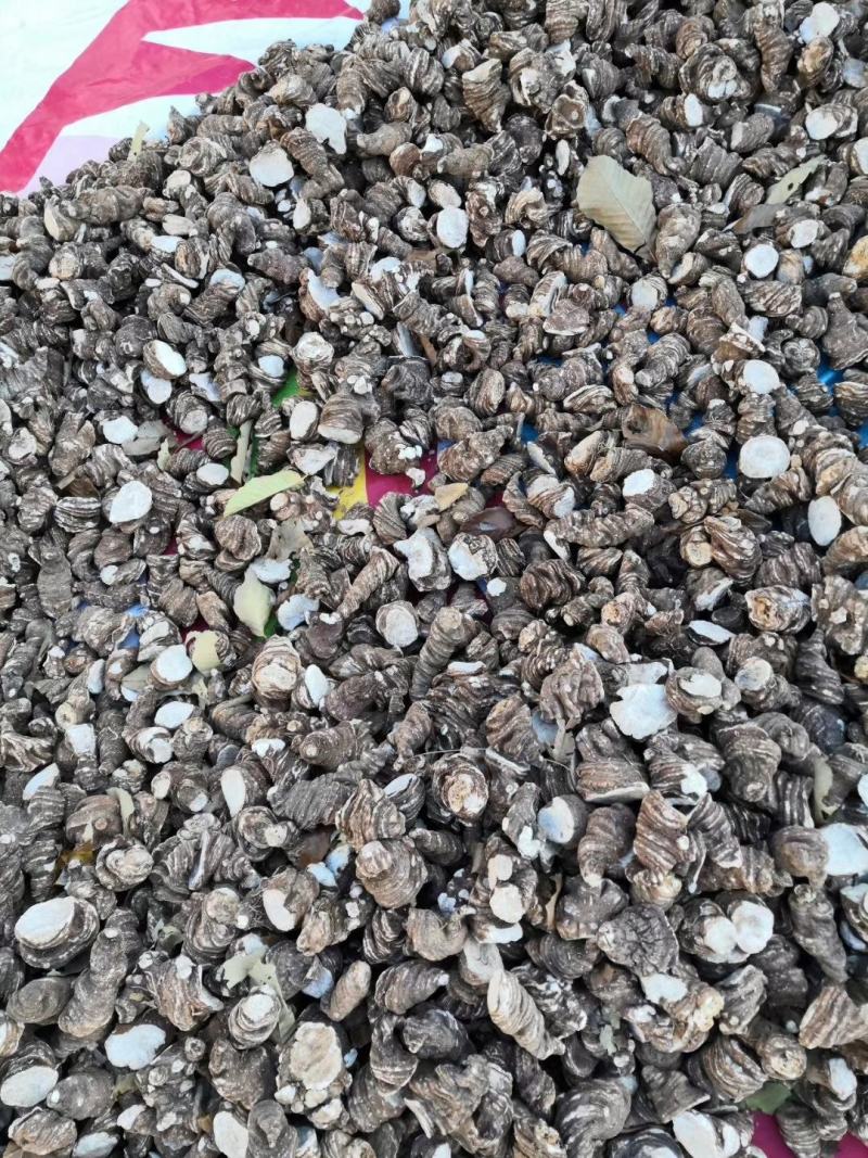 专业批发重楼干货大块茎统货，全粉质，买一送一