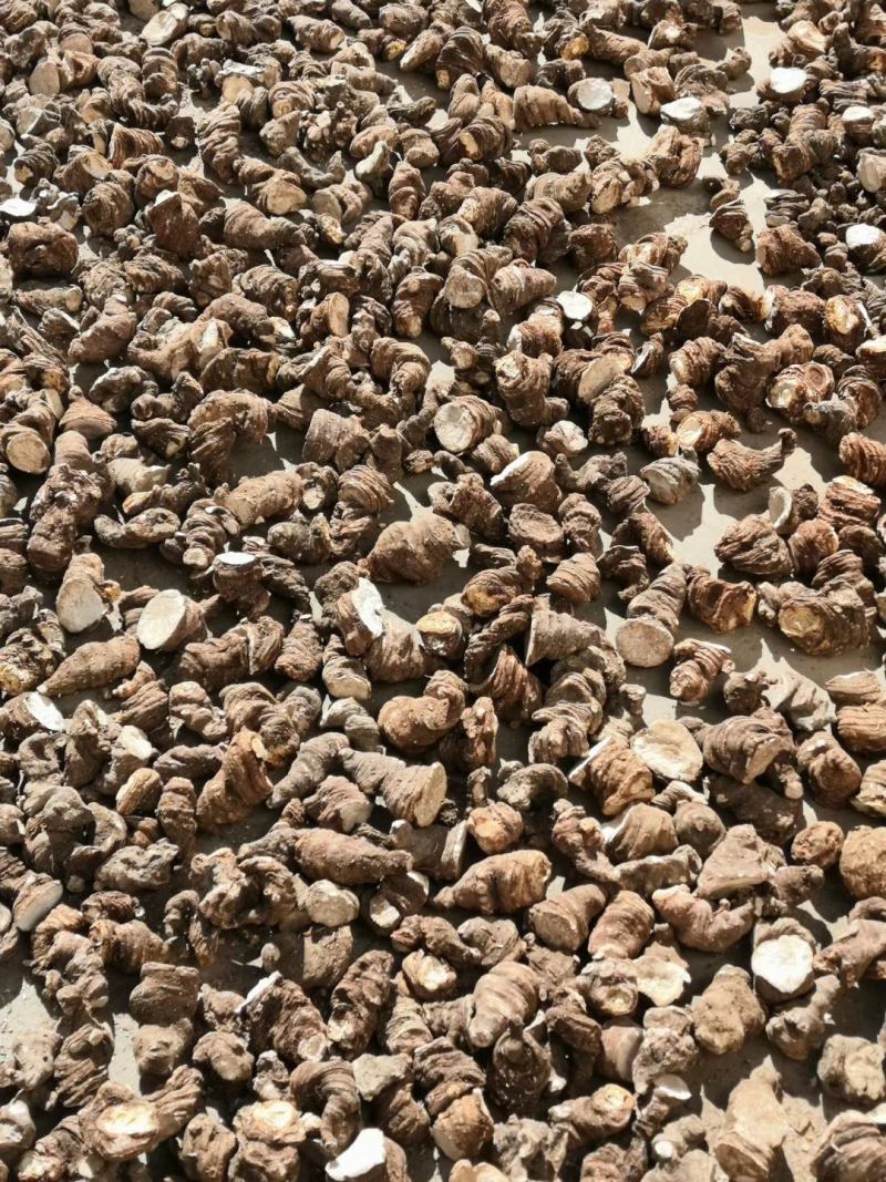 专业批发重楼干货大块茎统货，全粉质，买一送一