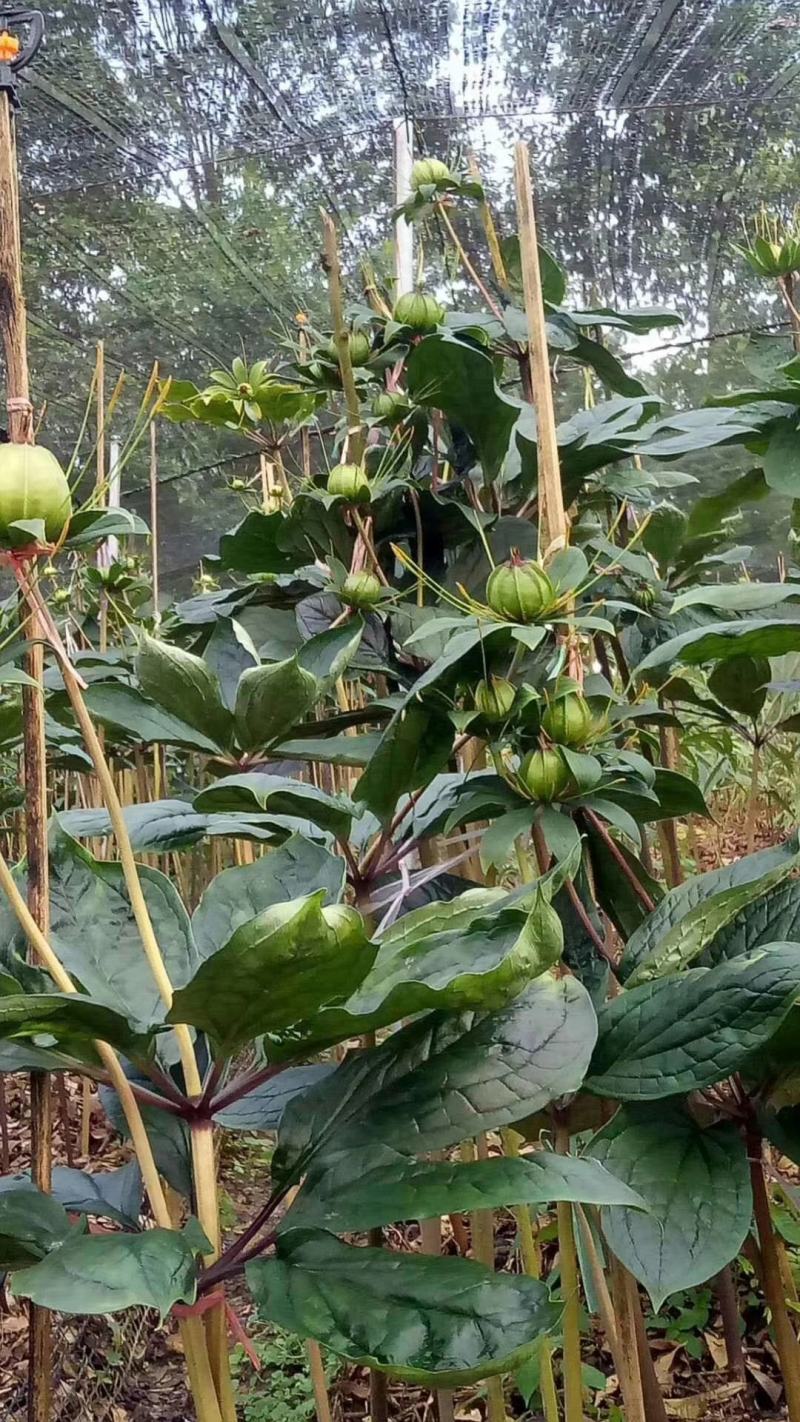 专业批发重楼干货大块茎统货，全粉质，买一送一