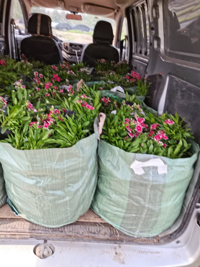石竹基地现拍大量时花草花泥炭土种植欢迎热订