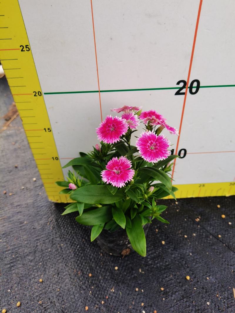 石竹基地现拍大量时花草花泥炭土种植欢迎热订