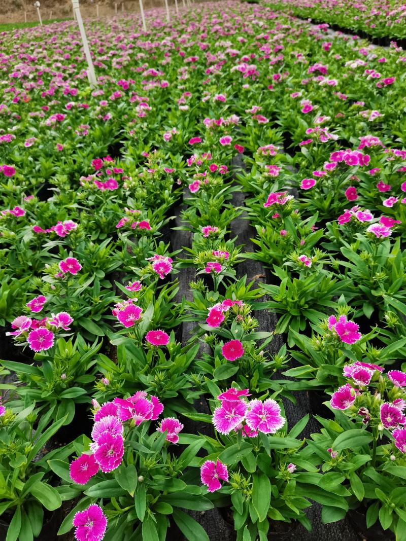 石竹基地现拍大量时花草花泥炭土种植欢迎热订