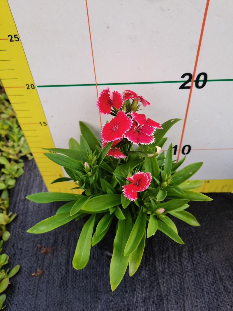 石竹基地现拍大量时花草花泥炭土种植欢迎热订
