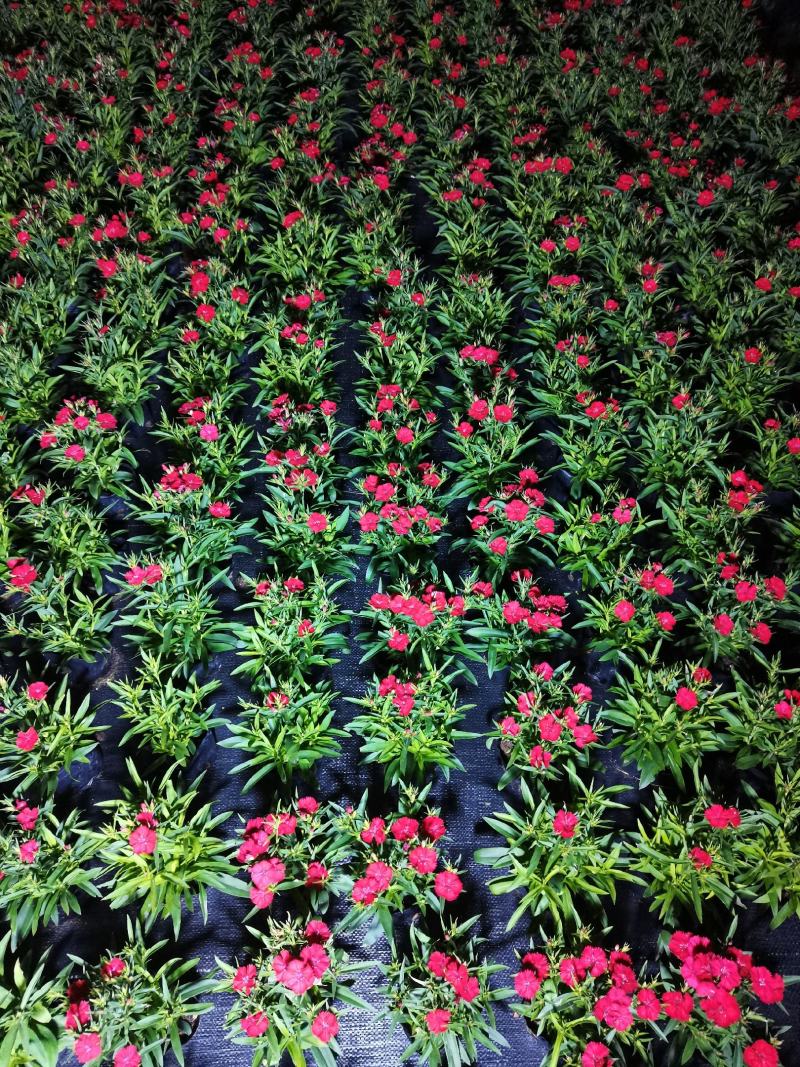 石竹基地现拍大量时花草花泥炭土种植欢迎热订