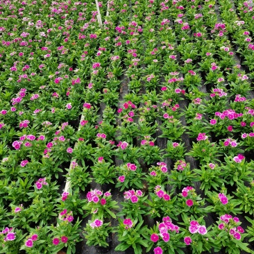 石竹基地现拍大量时花草花泥炭土种植欢迎热订