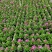 石竹基地现拍大量时花草花泥炭土种植欢迎热订