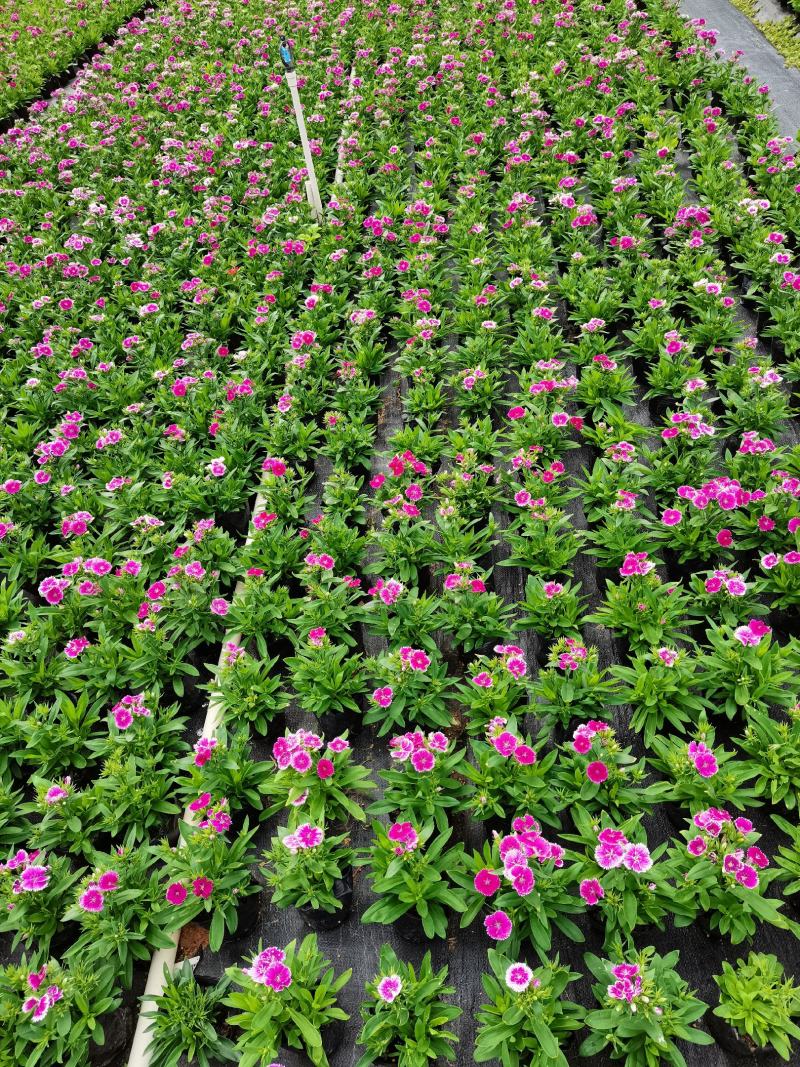 石竹基地现拍大量时花草花泥炭土种植欢迎热订