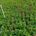 石竹基地现拍大量时花草花泥炭土种植欢迎热订