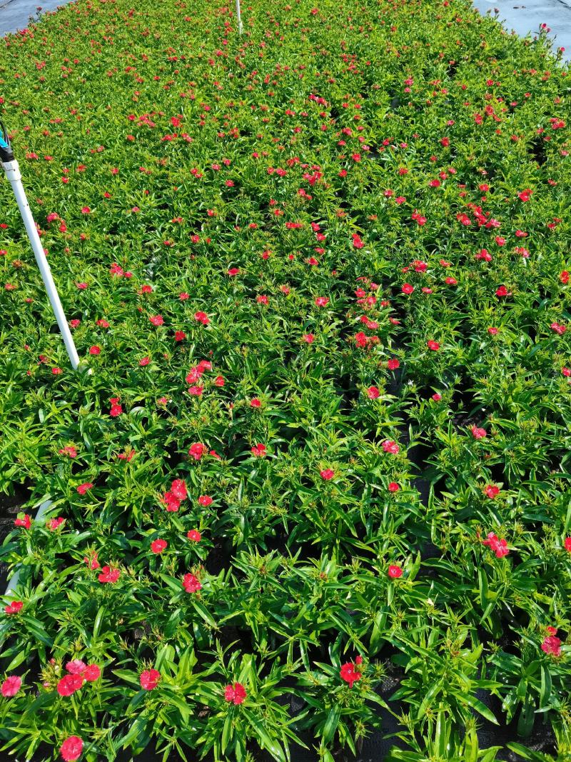 石竹基地现拍大量时花草花泥炭土种植欢迎热订