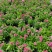 石竹基地现拍大量时花草花泥炭土种植欢迎热订