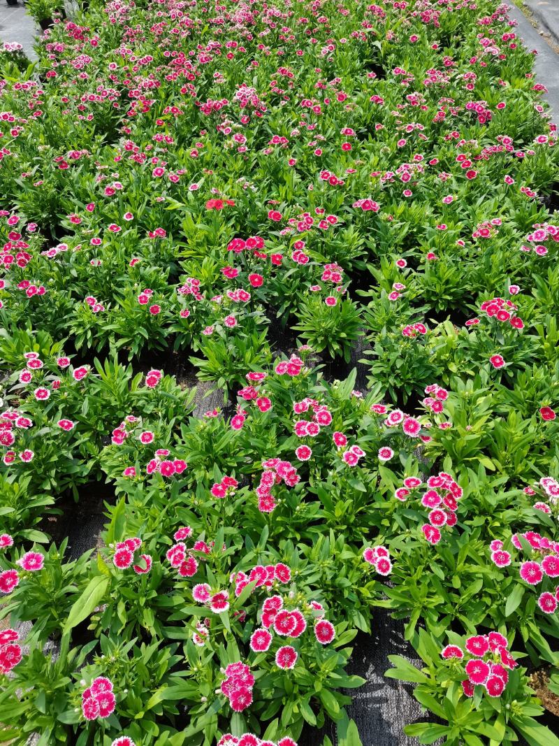 石竹基地现拍大量时花草花泥炭土种植欢迎热订