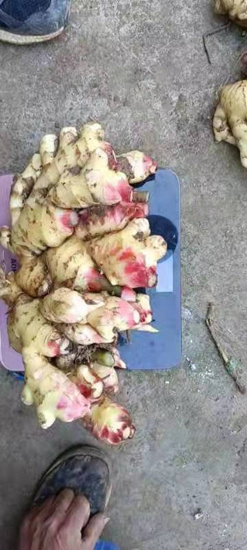 山东红芽鲜姜大量上市销售，代储存代销，品质好，价格便宜