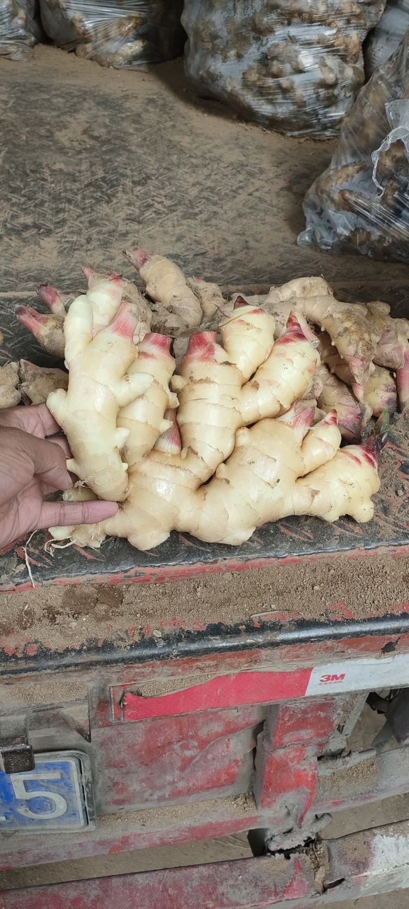 山东红芽鲜姜大量上市销售，代储存代销，品质好，价格便宜
