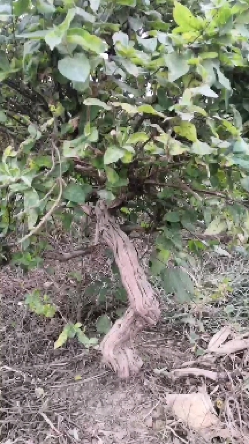 河南封丘四季树形金银花苗，金银花老桩大量出售