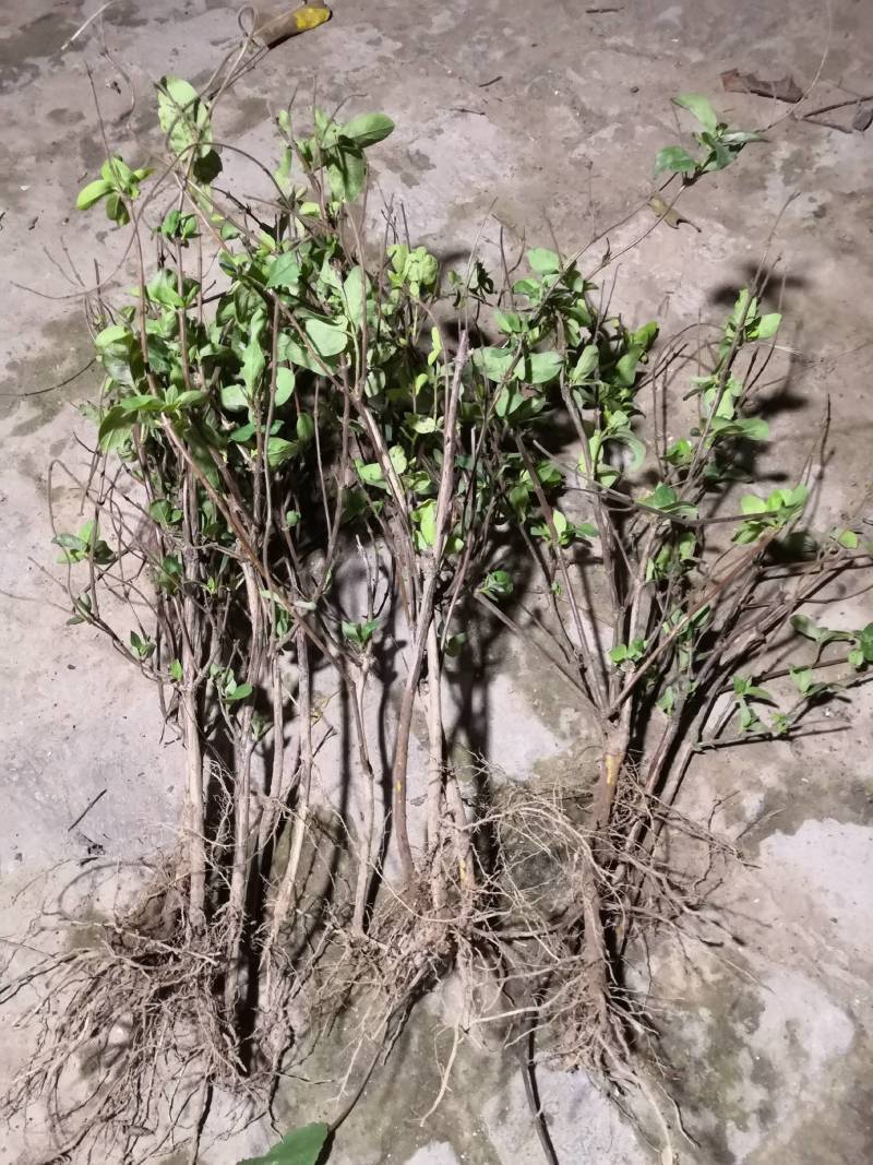 河南封丘四季树形金银花苗，金银花老桩大量出售