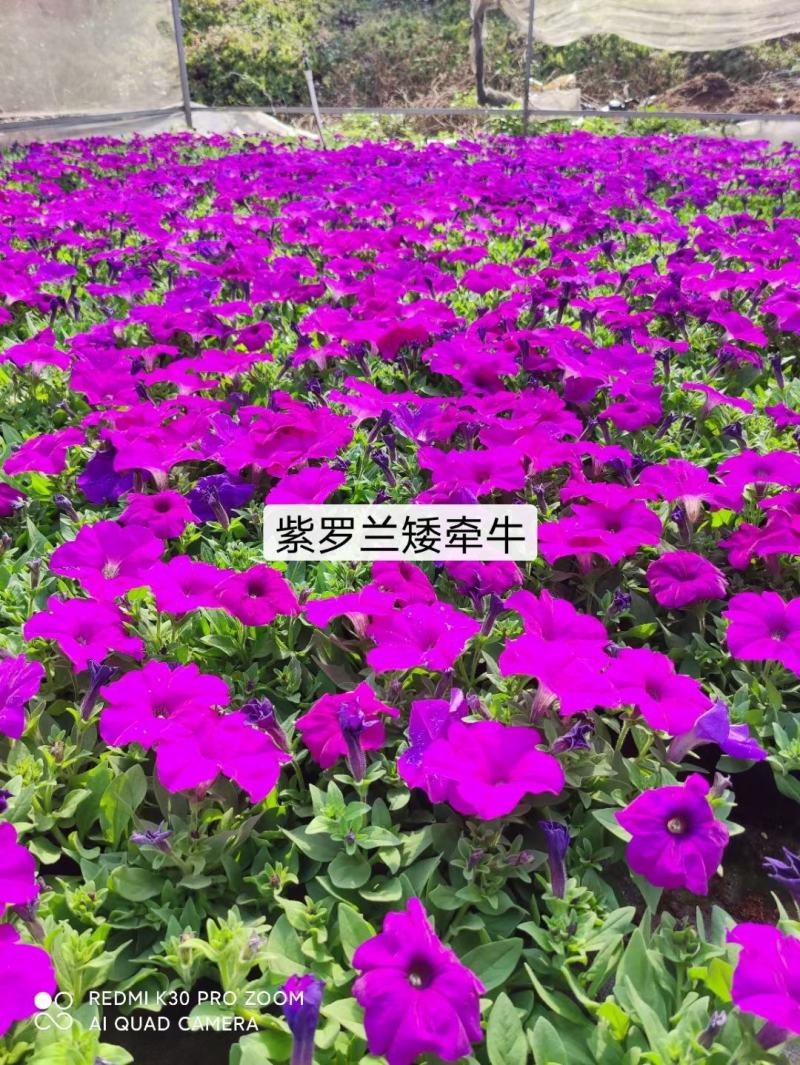 基地现拍大量时花草花泥炭土种植（矮牵牛）