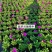 基地现拍大量时花草花泥炭土种植（矮牵牛）