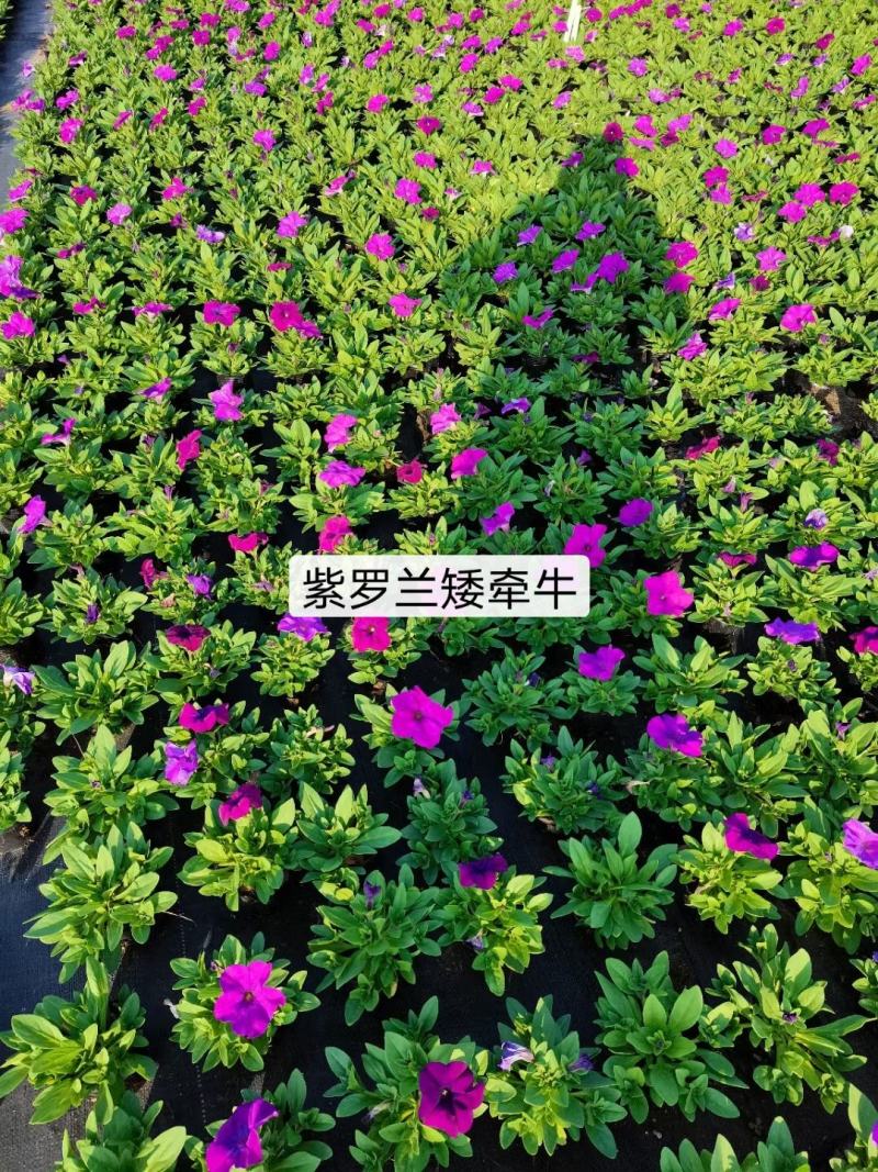 基地现拍大量时花草花泥炭土种植（矮牵牛）