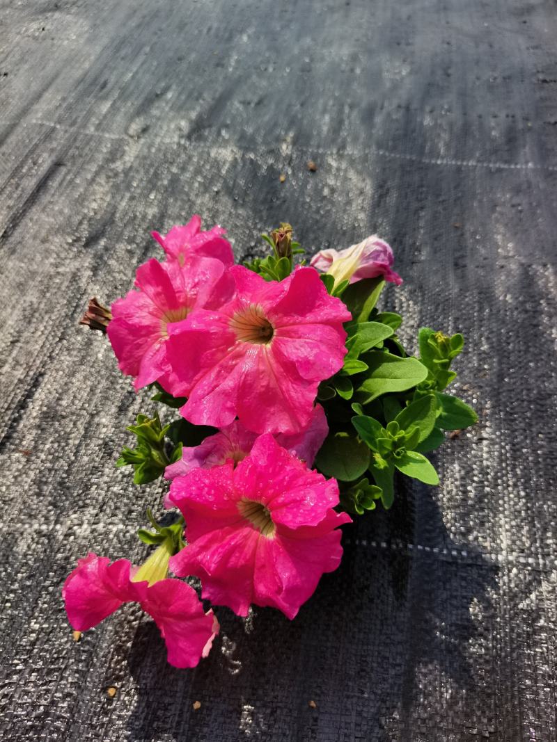 基地现拍大量时花草花泥炭土种植（矮牵牛）