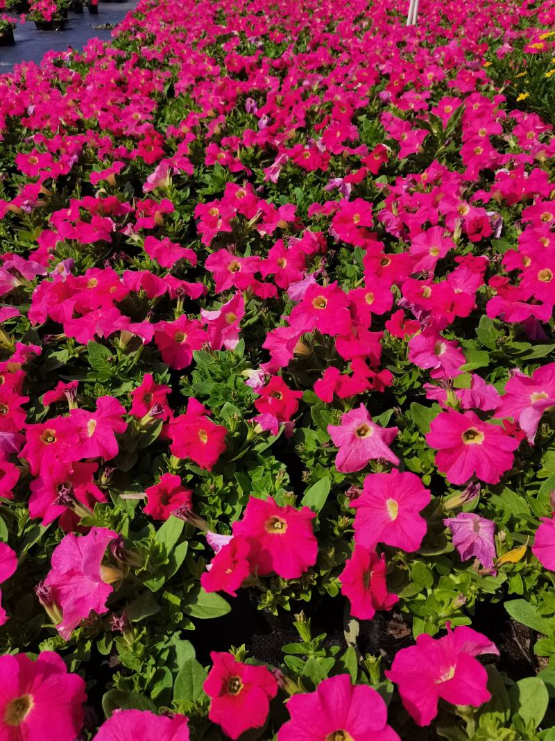基地现拍大量时花草花泥炭土种植（矮牵牛）