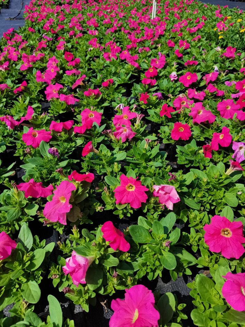 基地现拍大量时花草花泥炭土种植（矮牵牛）