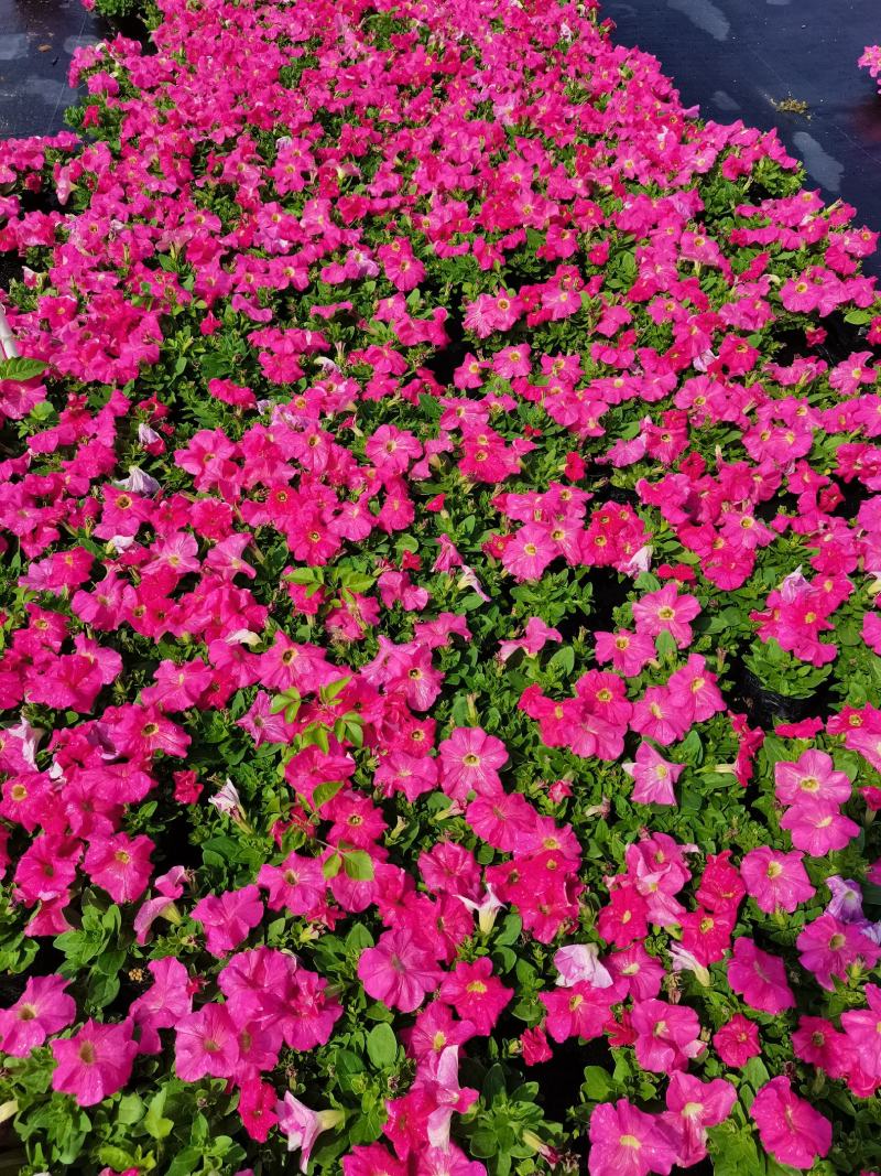 基地现拍大量时花草花泥炭土种植（矮牵牛）