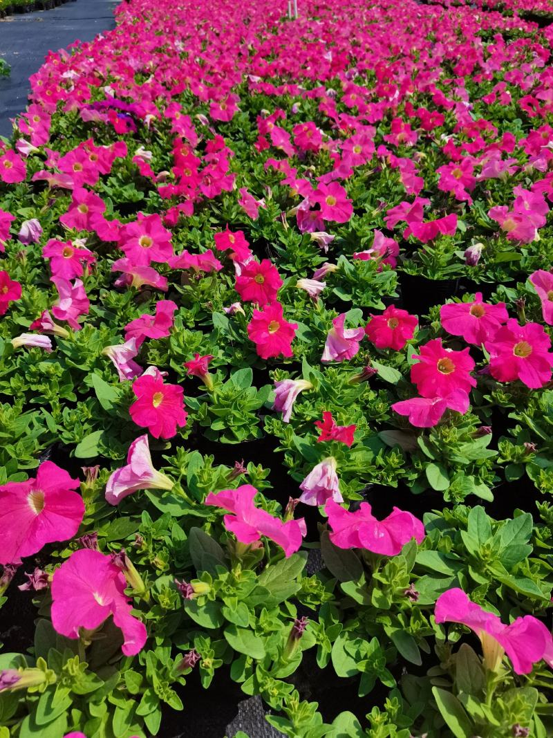 基地现拍大量时花草花泥炭土种植（矮牵牛）