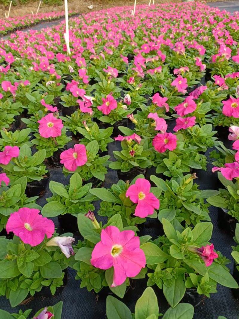 基地现拍大量时花草花泥炭土种植（矮牵牛）