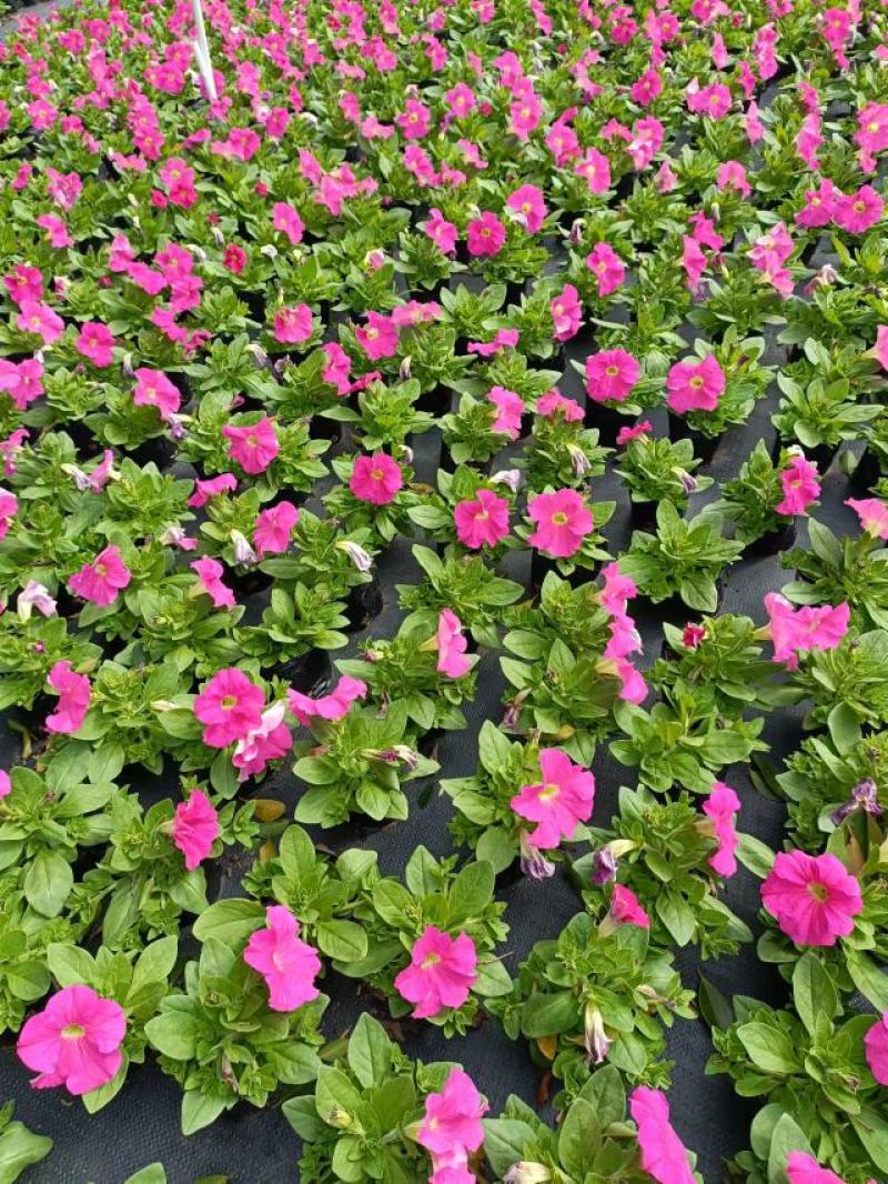 基地现拍大量时花草花泥炭土种植（矮牵牛）