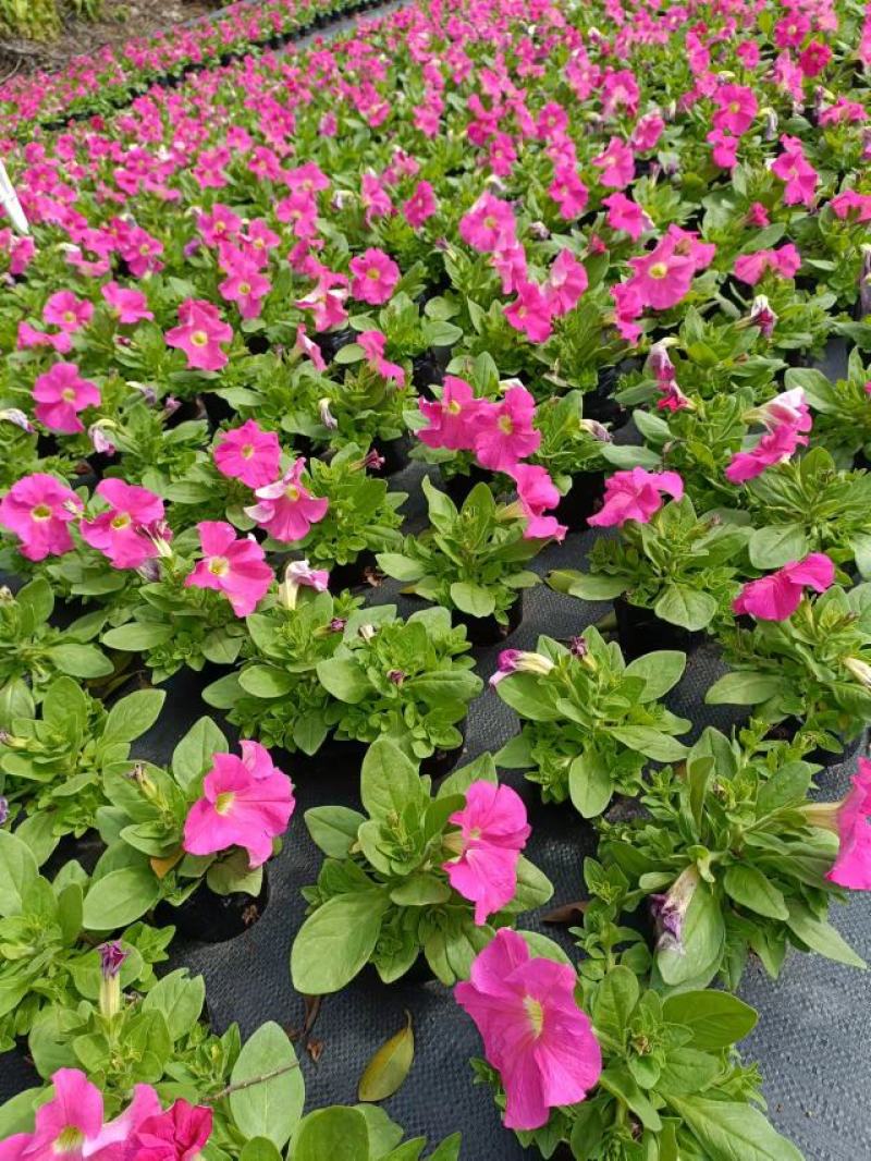 基地现拍大量时花草花泥炭土种植（矮牵牛）