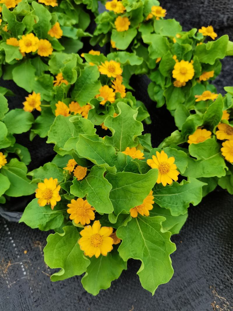 皇帝菊基地现拍大量时花草花泥炭土种植欢迎热订