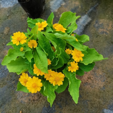 皇帝菊基地现拍大量时花草花泥炭土种植欢迎热订