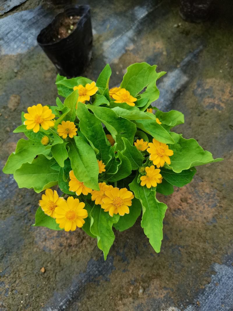 皇帝菊基地现拍大量时花草花泥炭土种植欢迎热订