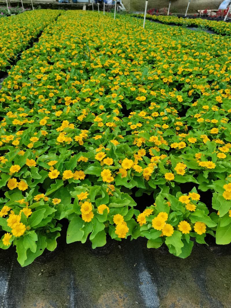 皇帝菊基地现拍大量时花草花泥炭土种植欢迎热订