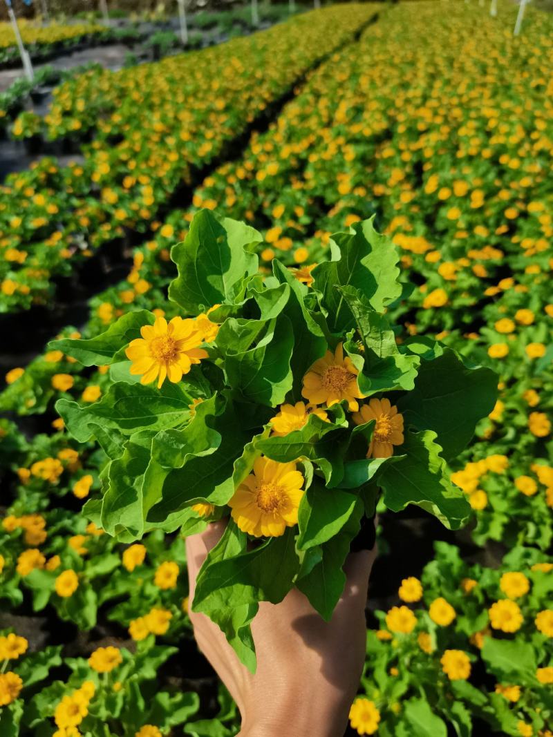 皇帝菊基地现拍大量时花草花泥炭土种植欢迎热订