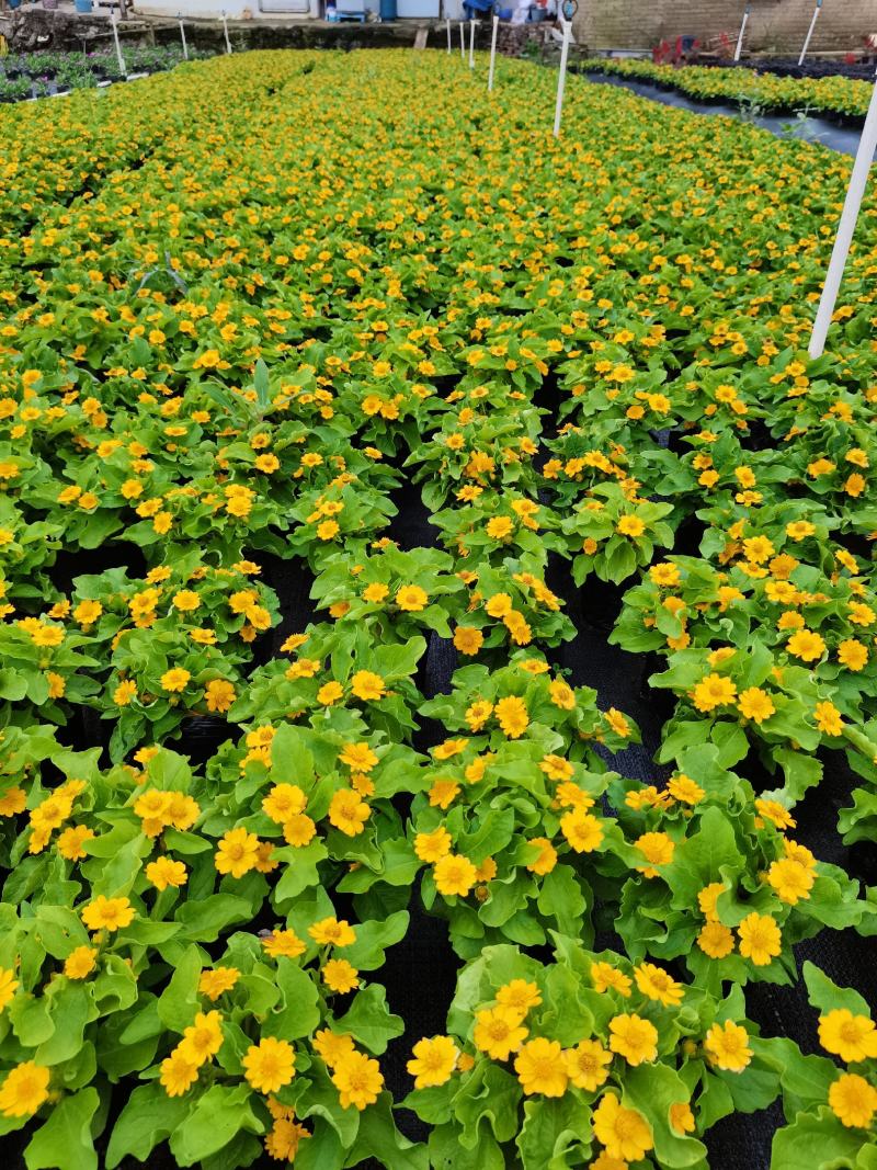 皇帝菊基地现拍大量时花草花泥炭土种植欢迎热订