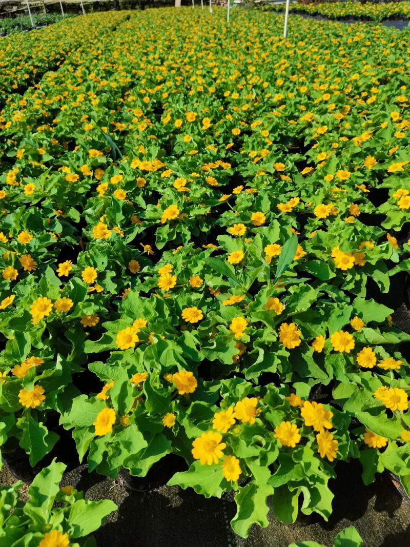 皇帝菊基地现拍大量时花草花泥炭土种植欢迎热订