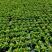 皇帝菊基地现拍大量时花草花泥炭土种植欢迎热订