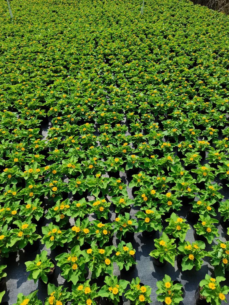 皇帝菊基地现拍大量时花草花泥炭土种植欢迎热订