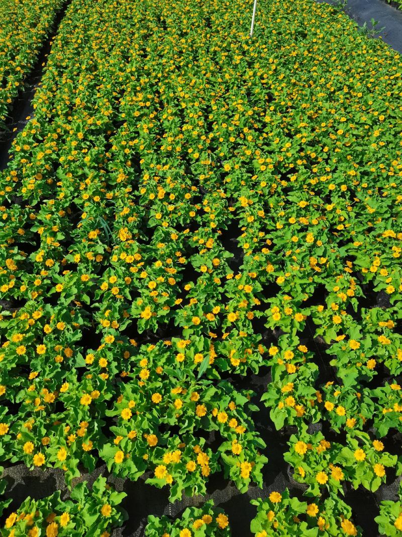 皇帝菊基地现拍大量时花草花泥炭土种植欢迎热订