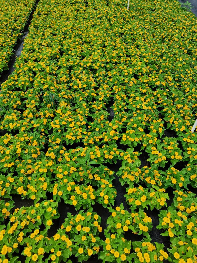 皇帝菊基地现拍大量时花草花泥炭土种植欢迎热订