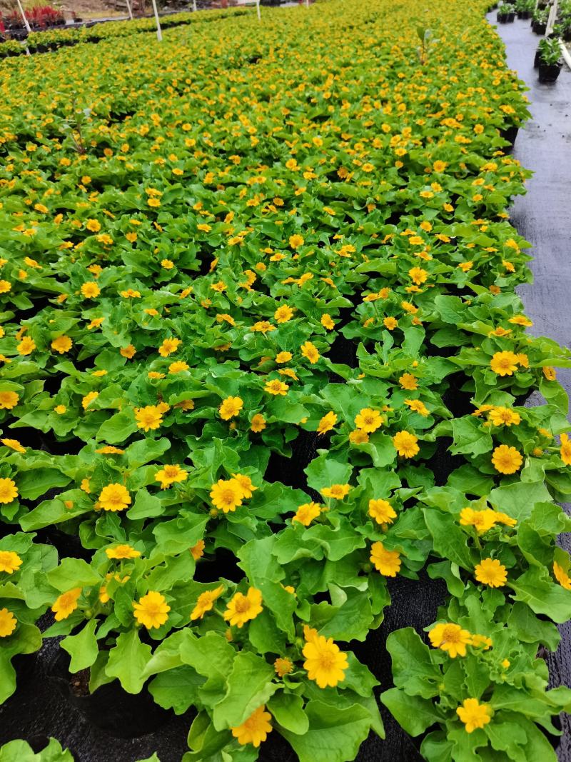 皇帝菊基地现拍大量时花草花泥炭土种植欢迎热订