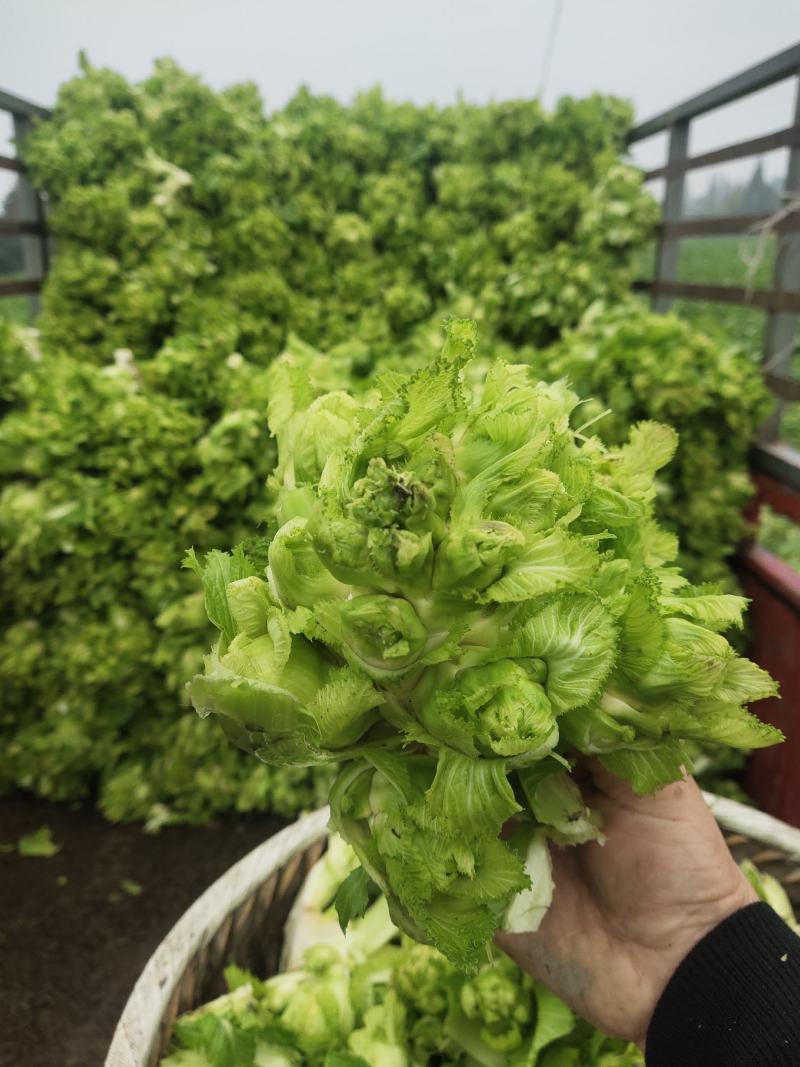 特早熟儿菜