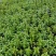 基地现拍大量时花草花泥炭土种植（鼠尾草）