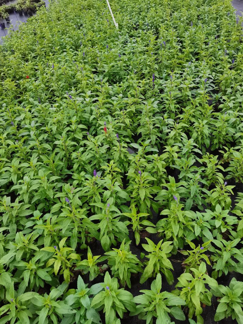 基地现拍大量时花草花泥炭土种植（鼠尾草）
