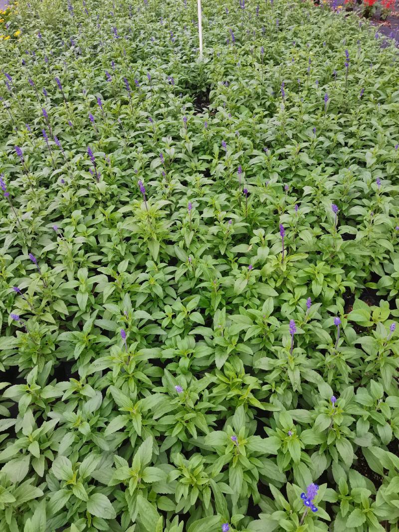 基地现拍大量时花草花泥炭土种植（鼠尾草）